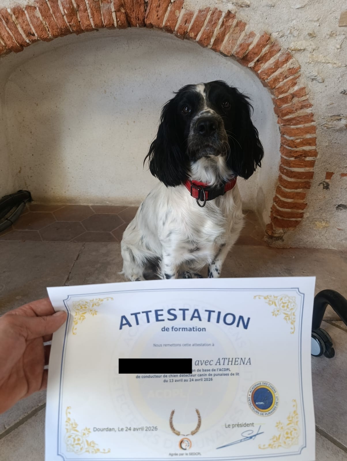 Athéna, chienne renifleuse de punaises de lit certifiée