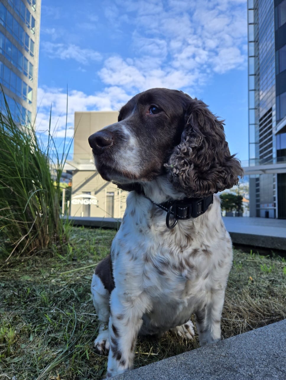 Maïa, chienne renifleuse de punaises de lit certifiée
