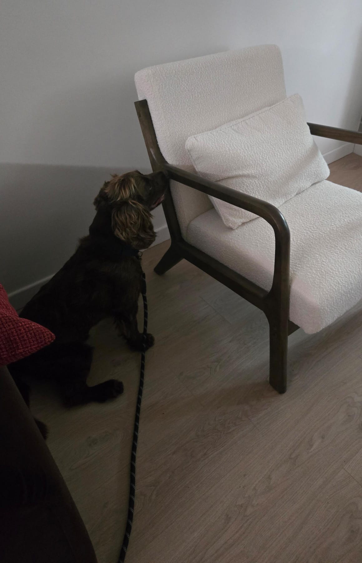 Chien renifleur de CIMEX SCAN entraîné en continu pour éviter les faux positifs