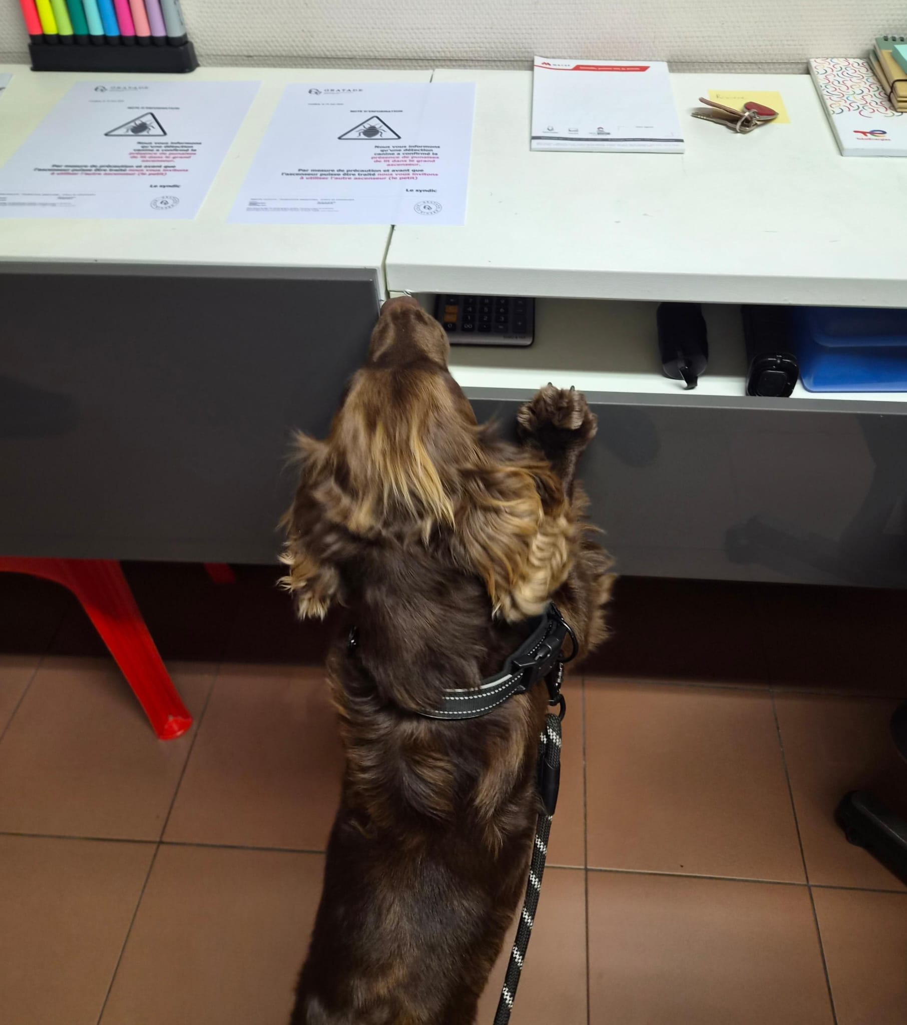 Inspection de punaises de lit par chien renifleur dans un établissement professionnel