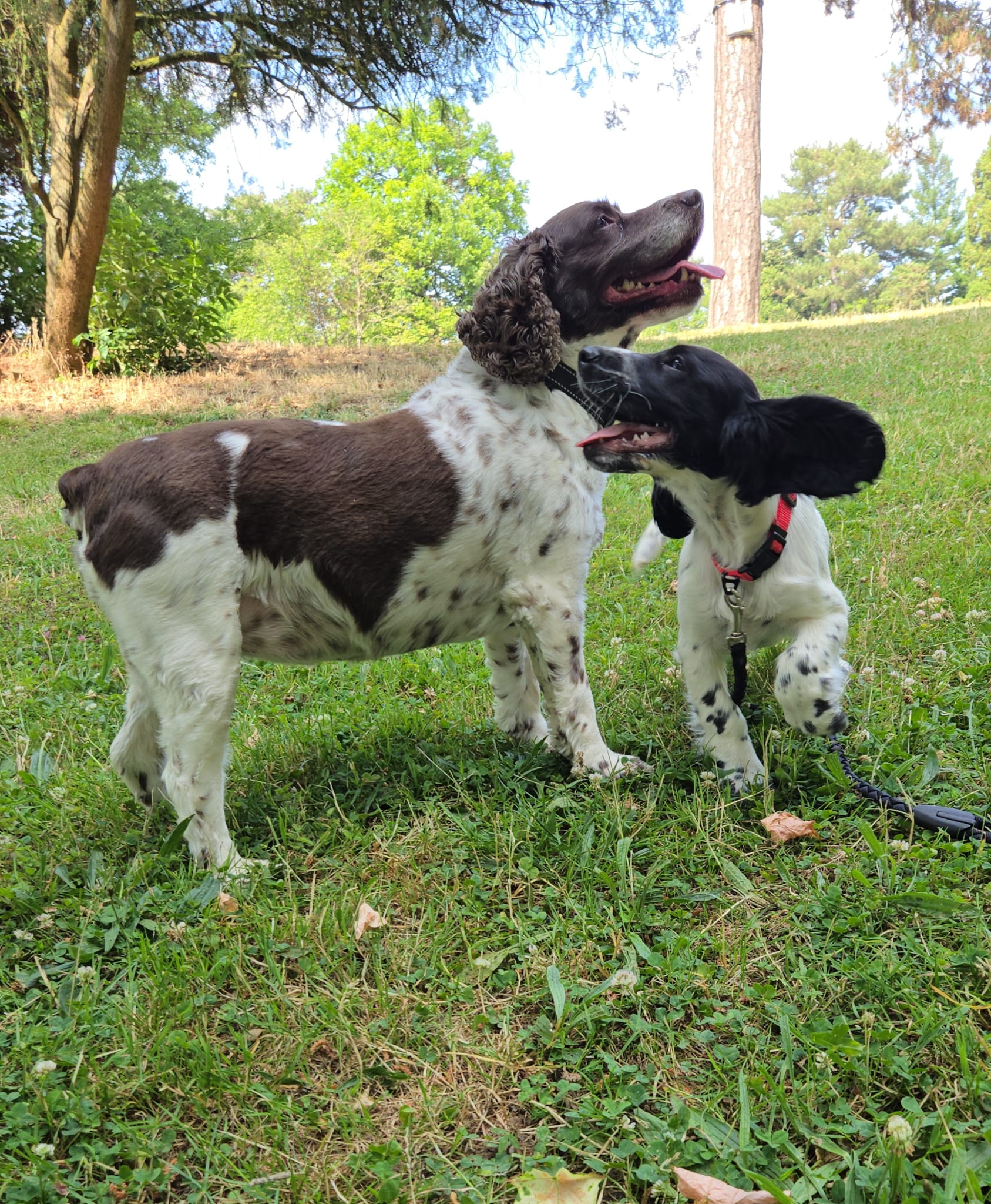 Avis clients CIMEX SCAN détection canine punaises de lit