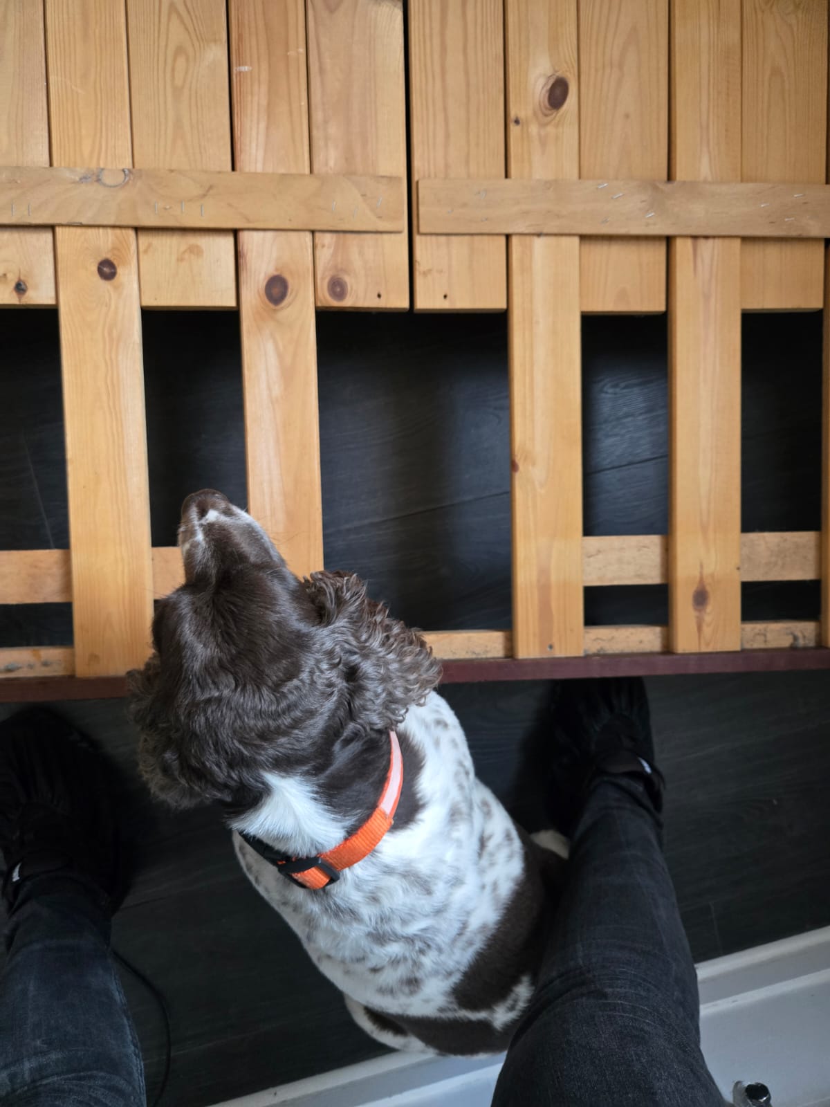 Diana et son équipe de chiens renifleurs lors d'une détection de punaises de lit