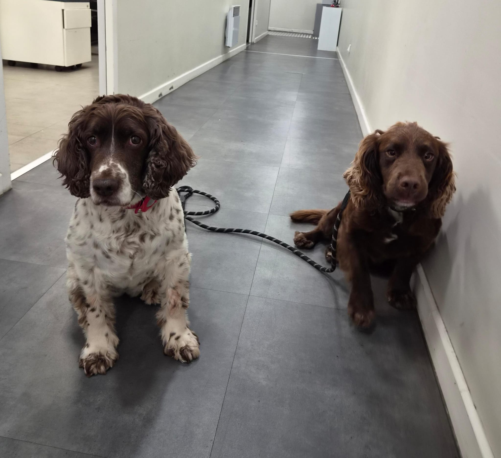 Équipe de chiens renifleurs de CIMEX SCAN, détection de punaises de lit à Paris